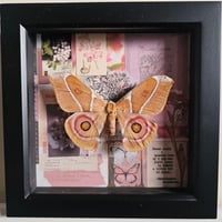 Scrapbook - Suraka Silk Moth