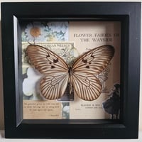 Scrapbook - Blanchard's Ghost Butterfly