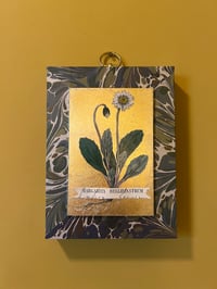 Image 1 of Botanical Spanish Block