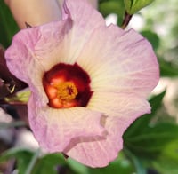 Image 1 of Hibiscus Seeds