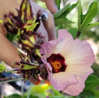 Image 2 of Hibiscus Seeds