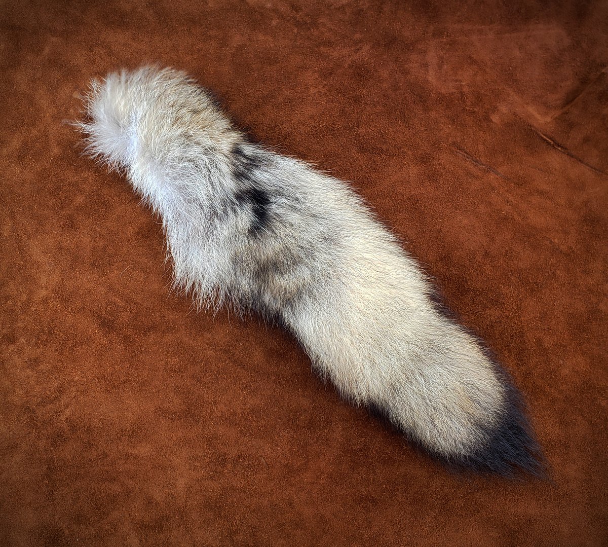 Image of Coywolf Tail