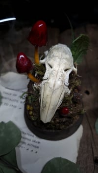 Image 3 of Rabbit Skull and Mushroom Glass Dome