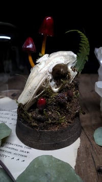 Image 2 of Rabbit Skull and Mushroom Glass Dome