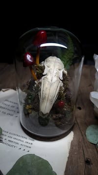 Image 5 of Rabbit Skull and Mushroom Glass Dome