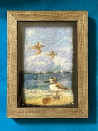 Shorebird