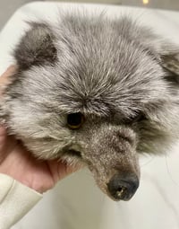 Image 5 of Full Fox Fur Scarf ( Unisex )