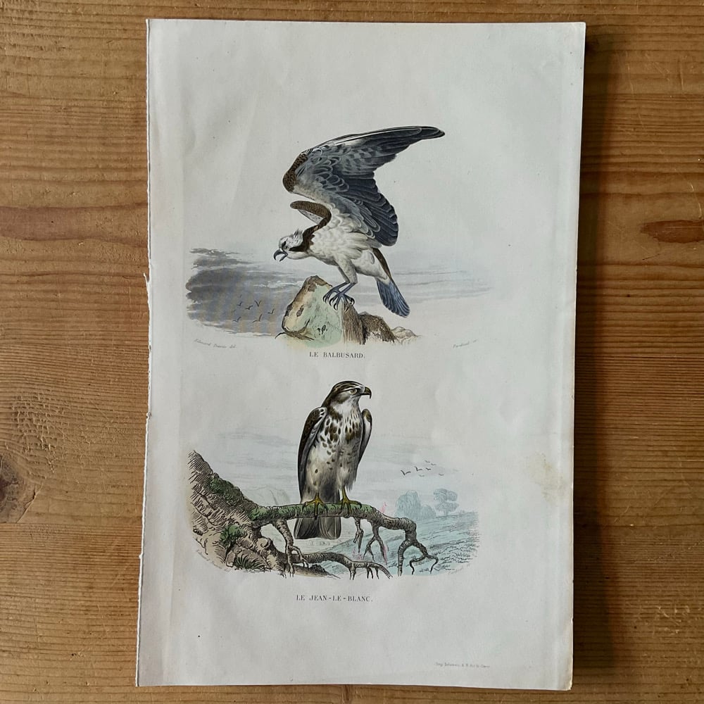 Image of Birds Of Prey