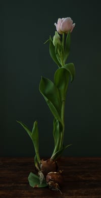 February Tulips no. 1