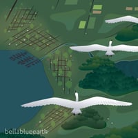 Image 4 of Poster - Swans Above Whatcom