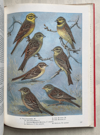 Image 3 of The Oxford Book of Birds