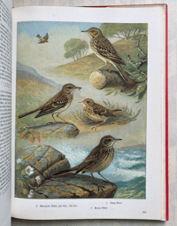 Image 5 of The Oxford Book of Birds