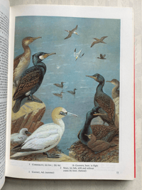 Image 6 of The Oxford Book of Birds