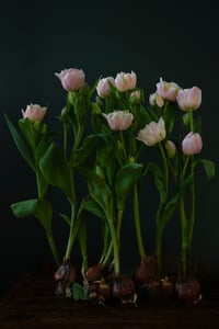 All the Tulips
