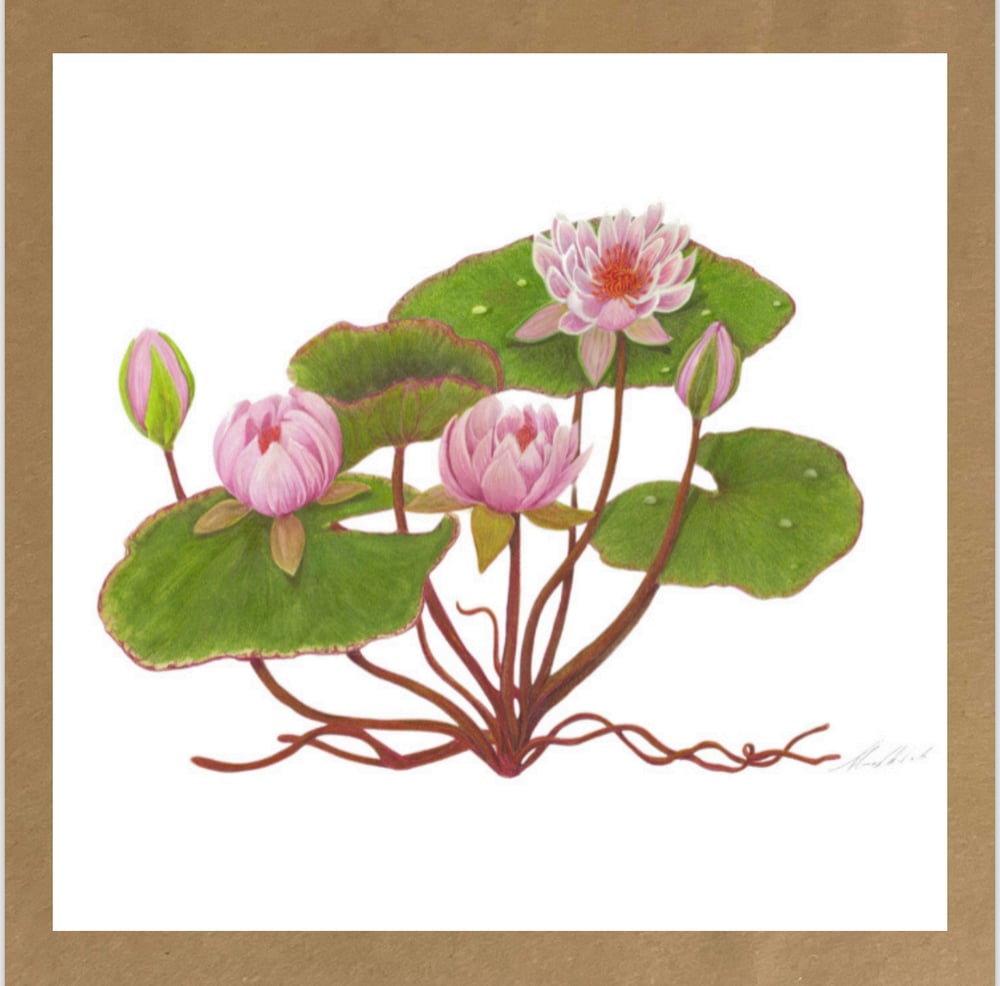 Image of Botanical Cards