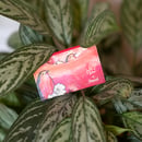 Image 2 of Curious Redbreast Münzbörse