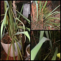 Fresh picked Lemon Grass