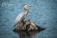 Image 2 of Great Blue Heron