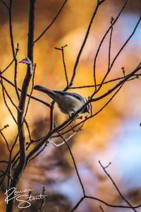 Image 2 of Black-Capped Chickadee