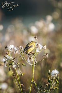 Image 2 of Female Goldfinch