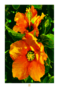 Image 1 of ORANGE HIBISCUS (36X24)