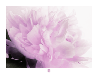 Image 1 of BLUSHING PEONY (24X36)