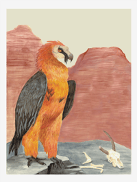 Image 1 of Bearded Vulture Poster Print 18"x24"