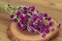 Image 1 of Globe Amaranth Bunch - Purple