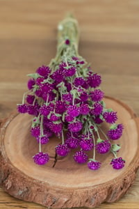 Image 2 of Globe Amaranth Bunch - Purple