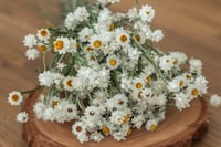 Image 2 of Winged Everlasting BUNCH