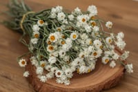 Image 1 of Winged Everlasting BUNCH