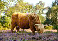 Highland cow in the heather exclusive print