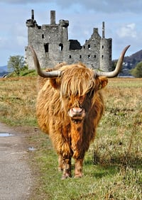Highland cow at Kilchurn castle exclusive print