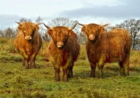 Highland cow trio exclusive print