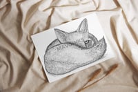 Image 2 of "Shy Fox"