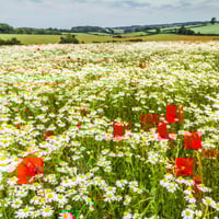 Blank Greetings Cards - Pack of 8 - Summer Meadows