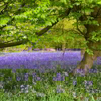 Blank Greetings Cards - Pack of 8 - Spring Bluebells