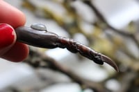 Image 3 of Dead Good Pheasant toe with moonstone crystal