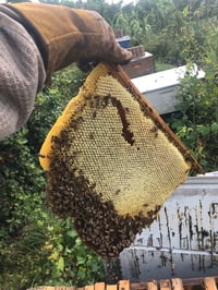 Image 3 of Sweet Herbs Promised Honey