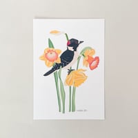Image 1 of Downy Woodpecker with Daffodils Art Print