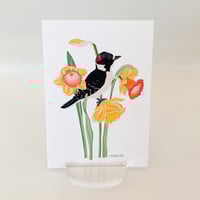 Image 4 of Downy Woodpecker with Daffodils Art Print