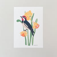 Image 1 of Red Naped Woodpecker with Daffodils Art Print