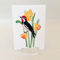 Image 4 of Red Naped Woodpecker with Daffodils Art Print