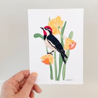 Image 2 of Red Naped Woodpecker with Daffodils Art Print