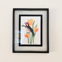 Image 3 of Red Naped Woodpecker with Daffodils Art Print