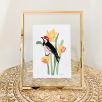 Image 5 of Red Naped Woodpecker with Daffodils Art Print