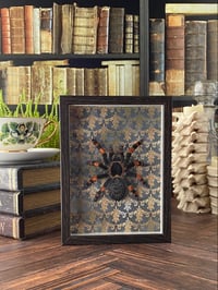 Image 2 of Faux Entomology Mount - Red Knee Tarantula