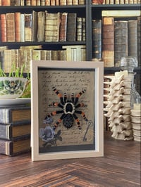Image 3 of Faux Entomology Mount - Red Knee Tarantula