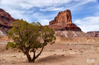 Lonely Tree At Buckhorn Draw (0036)