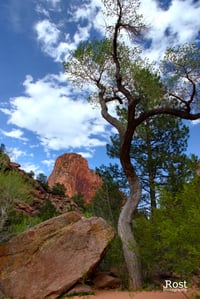 On Taylor Creek Trail (0037)